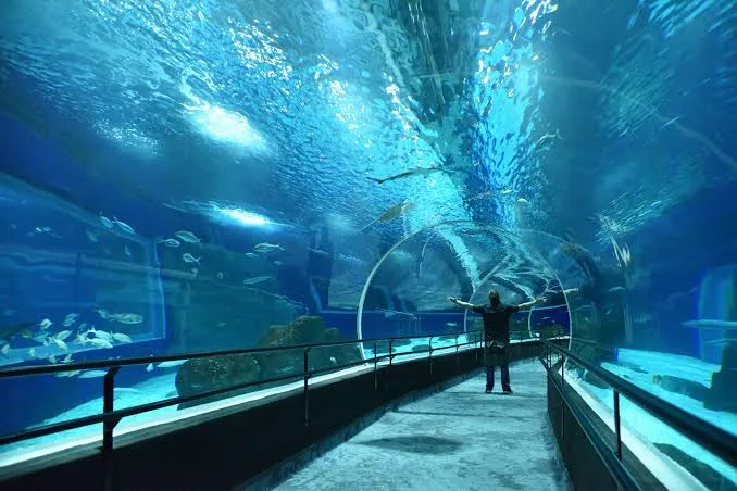 A ação oferece gratuidade para pessoas com deficiência nos parques AquaRio, BioParque do Rio e Paineiras Corcovado