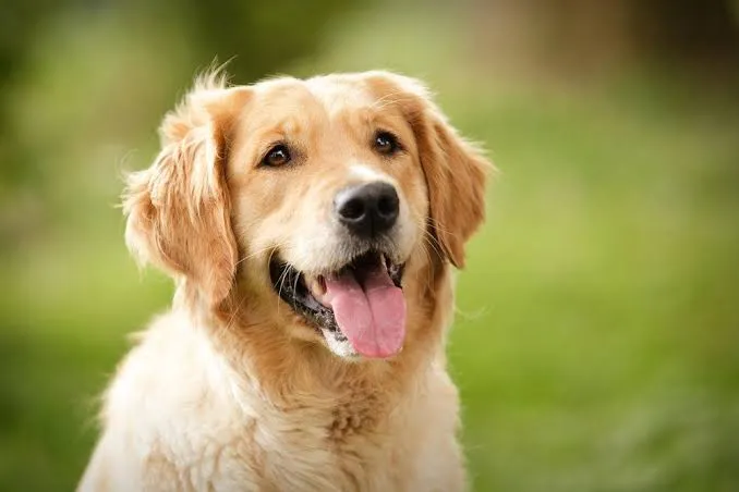 A vacinação antirrábica está disponível, neste sábado, para cães e gatos, até às 17h