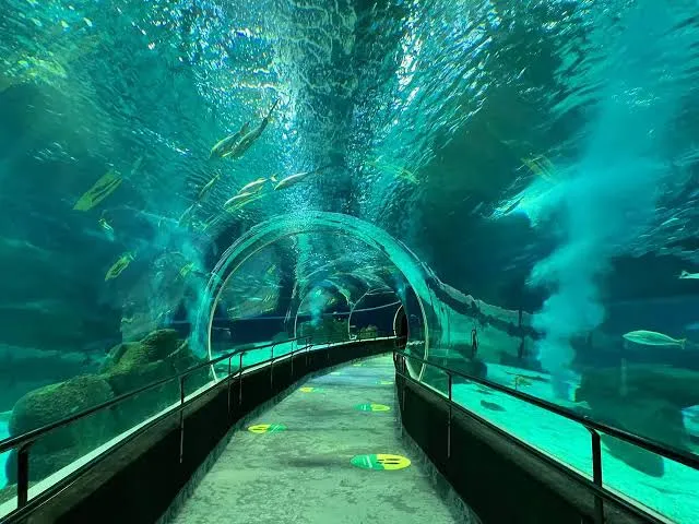 Aniversário do AquaRio conta com programação especial