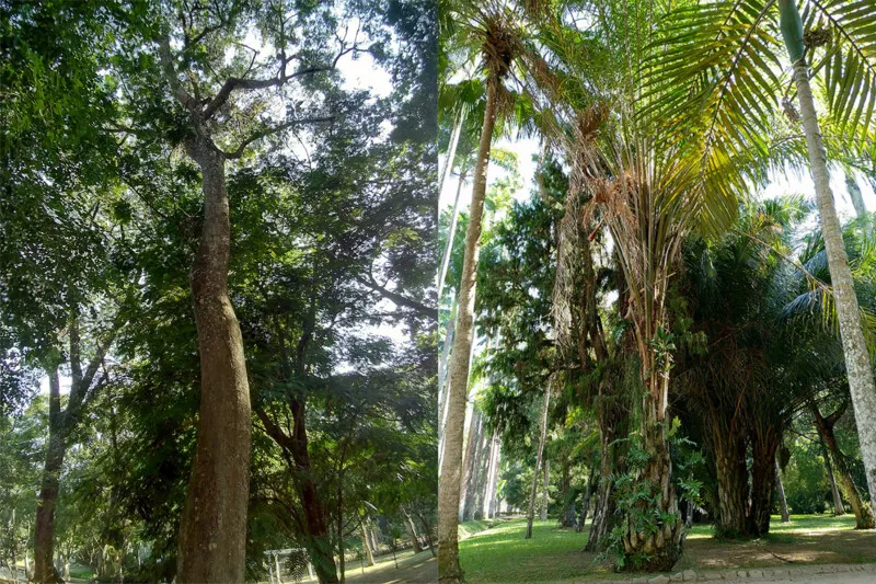 Flamboyant e dendezeiro estão entre espécies que podem ser observadas na trilha