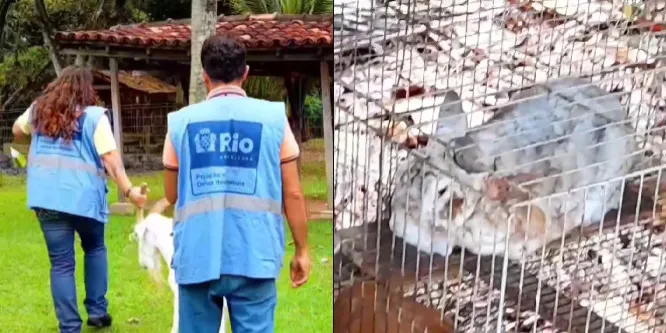 Animais de diversas espécies eram mantidos em áreas inadequadas