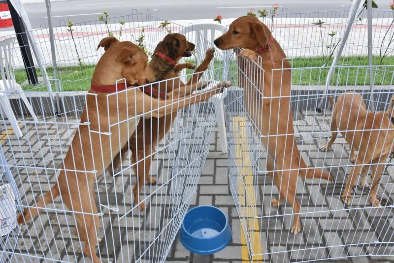 Ação tem como objetivo promover a discussão de temas importantes para a causa animal