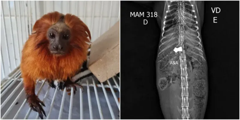 Projétil alojado na coluna impede que o animal mova os membros inferiores