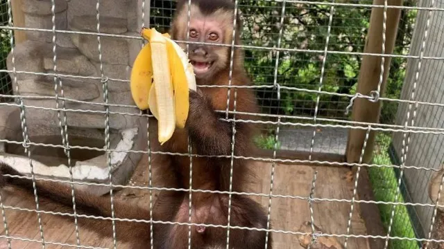 Animais resgatados foram levados para Centro de Tratamento de Aves Silvestres (Cetas)