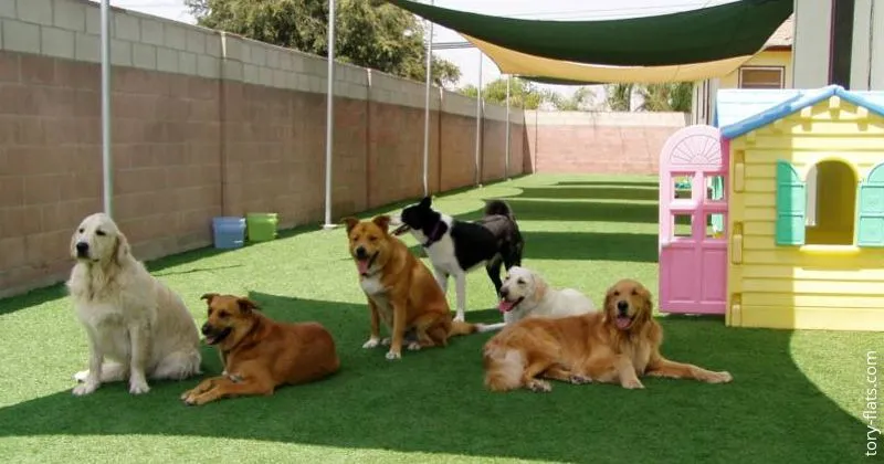 Deixar seu pet em conforto e segurança é possível; veja como