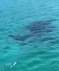 Turistas foram surpreendidos pelo animal