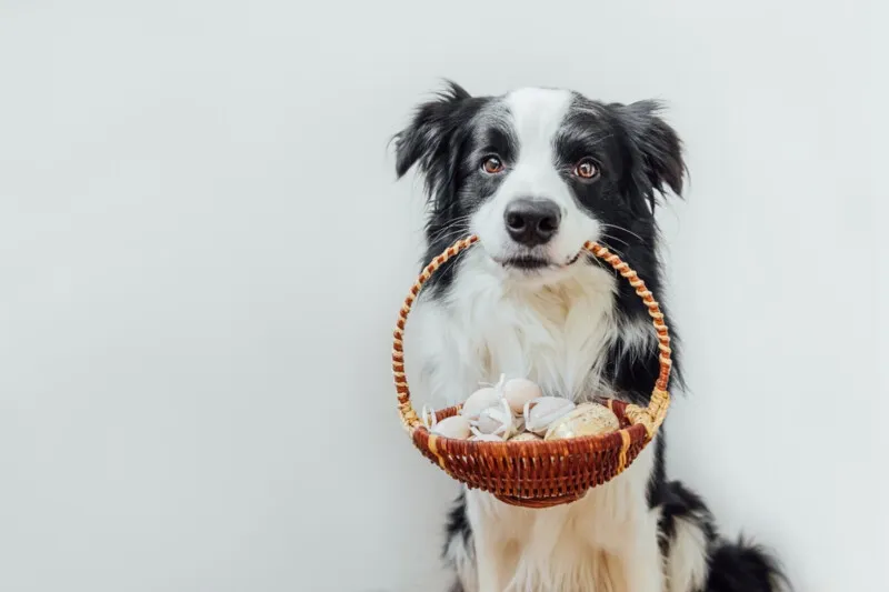 Entenda os riscos de 'aliviar' na alimentação dos pets