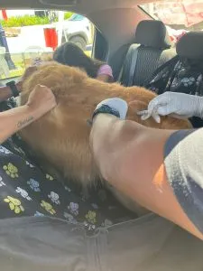 Imunização de cães e gatos contra a raiva ocorre de segunda a sexta-feira, das 9h às 16h, no Centro Administrativo de Itaipuaçu e na quadra da União de Maricá