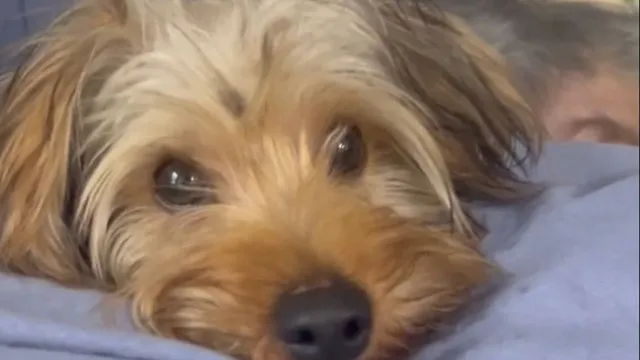O cão está sob os cuidados da Subsecretaria Estadual de Defesa e Proteção Animal em um lar temporário