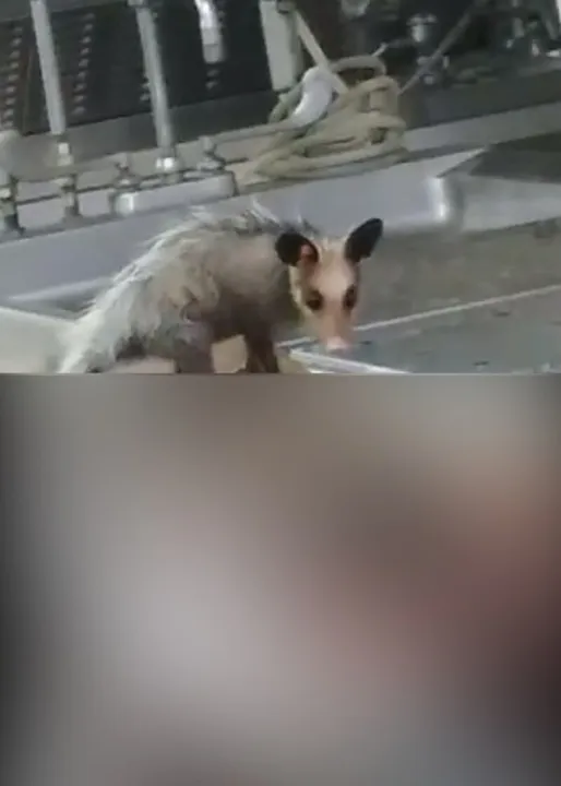 Gambá é flagrado comendo parte do corpo de um homem no IML do Rio