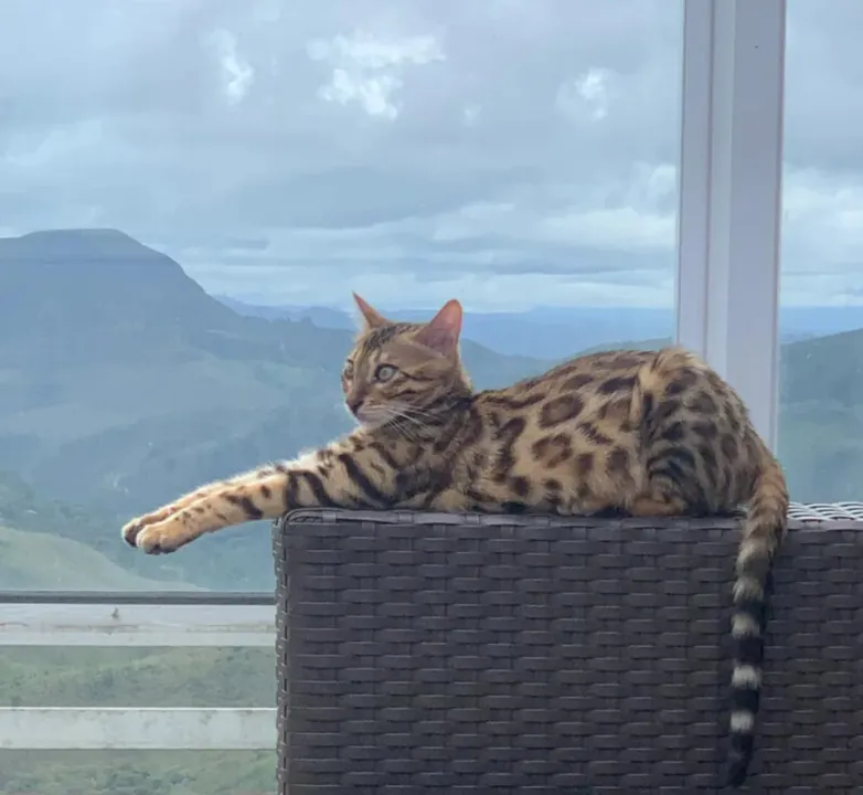 A gata ainda não foi encontrada