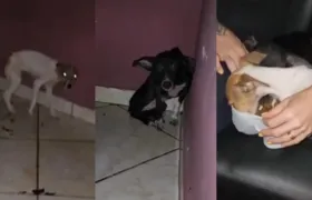 Cães vítimas de maus tratos são resgatados pela polícia; vídeos