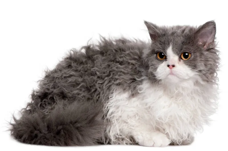 Os gatos da raça selkirk rex são brincalhões e têm os pelos encaracolados