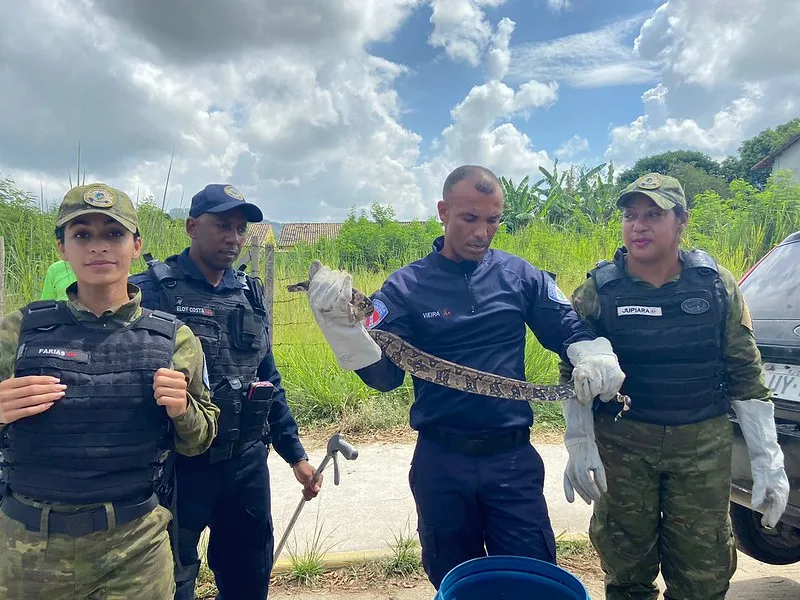 A cobra foi capturada sem ferimento e devolvida ao seu habitat natural em uma área de mata