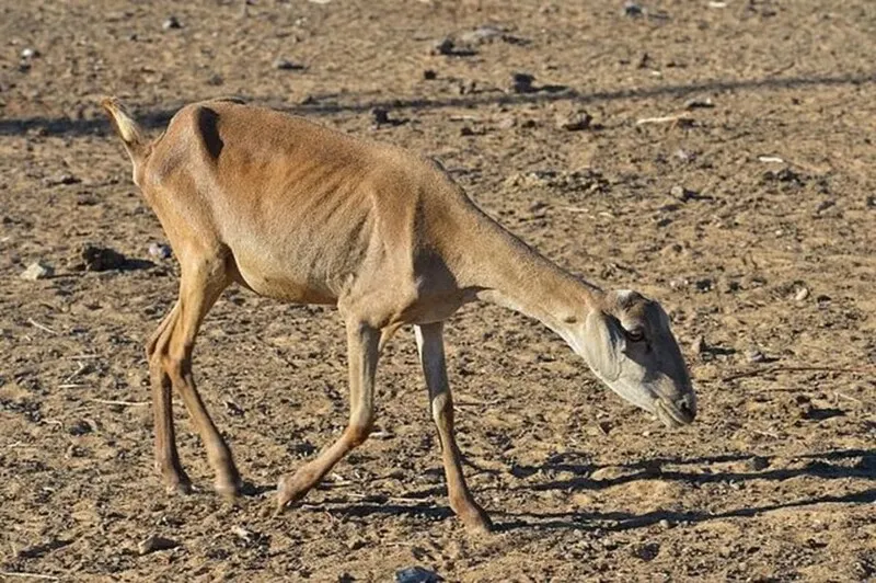 Fenômeno deve aumentar as temperaturas do planeta durante os próximos meses