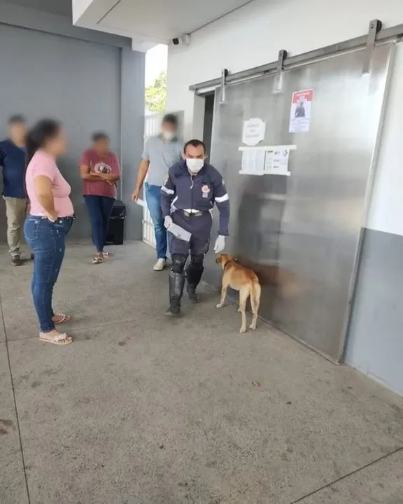 Seu dono sofreu ferimentos leves e já recebeu alta