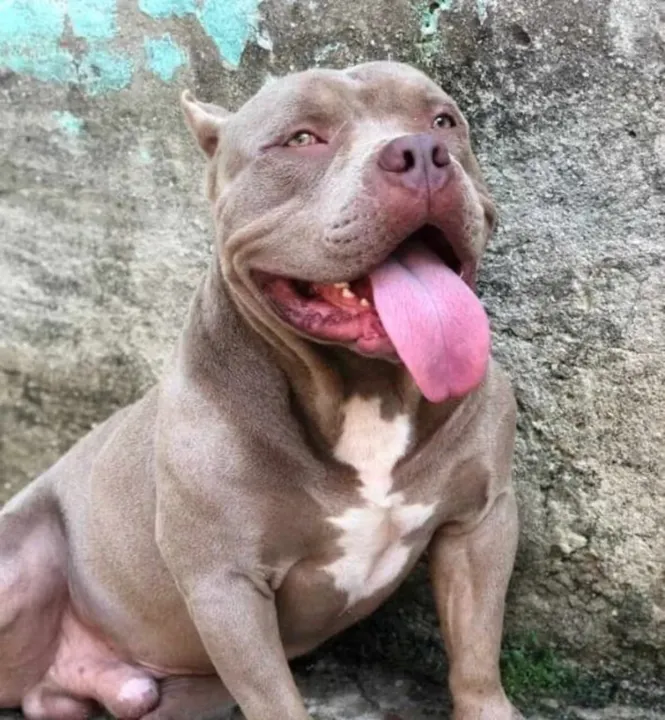 Cão ferido por disparo chegou a ser socorrido em hospital veterinário, mas não resistiu