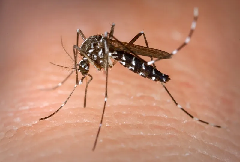 Mosquito Aedes aegypti, transmissor da dengue, zika e chikungunya
