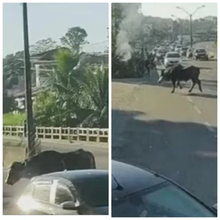 Bovino correu entre os carros e acabou ferido