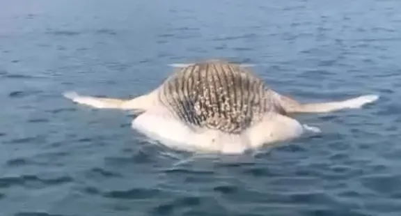 Pescadores encontraram o animal e acionaram os órgãos competentes