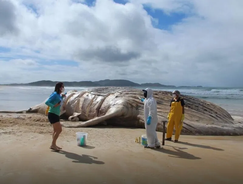 Baleia-jubarte encontrada morta em Cabo Frio