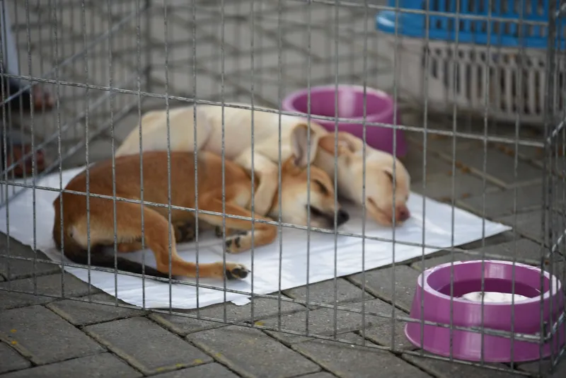 Todos os animais encaminhados para adoção são vermifugados e os adultos são castrados