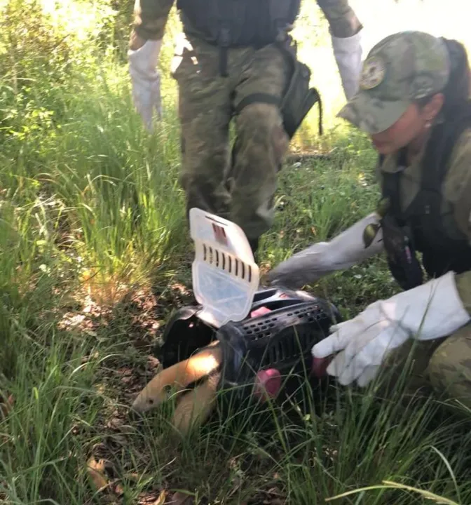 A Guarda Municipal orienta a população a acionar a patrulha ambiental em caso de flagrante de animais silvestres