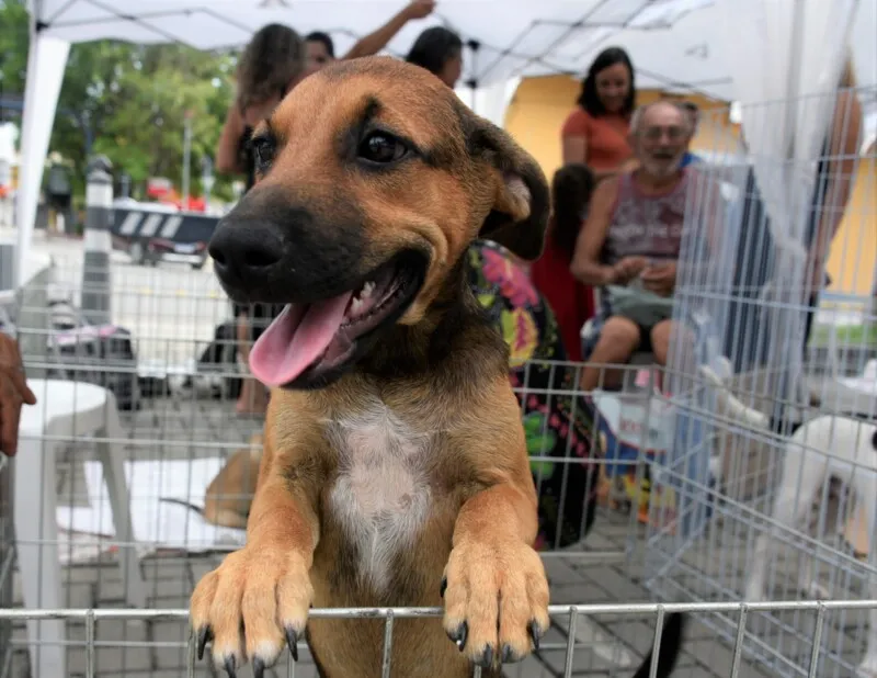 A maioria dos animais são resgatados das ruas por protetores