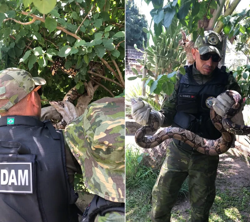 Jiboia já foi reintroduzida em seu habitat natural