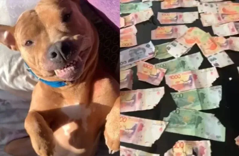 Juan Peroni compartilhou a reação da pit-bull de 4 anos após comer o equivalente a R$ 900