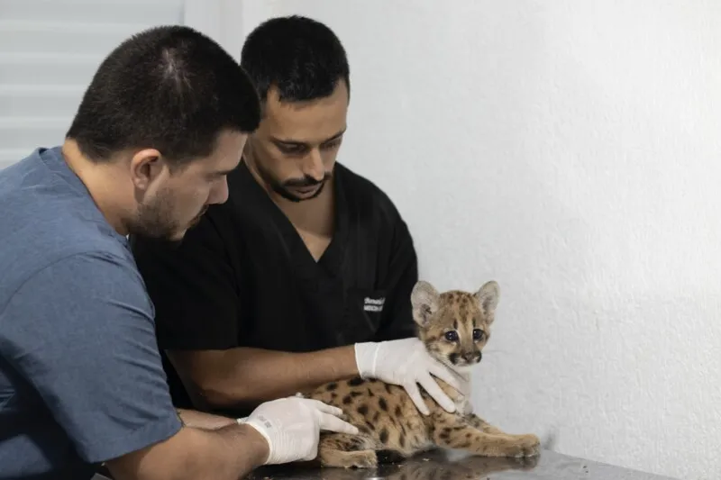 O atendimento foi realizado pelos veterinários Pedro Alfazema e Bernardo Miranda, que atuam na Asas