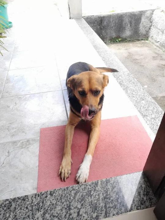 A cadelinha atende pelo nome Princesa