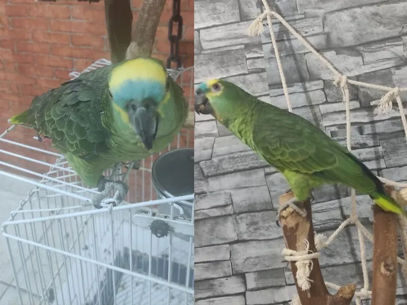 Família pede que pessoas com informações sobre paradeiro do mascote entrem em contato com o número: (21) 98108-5122