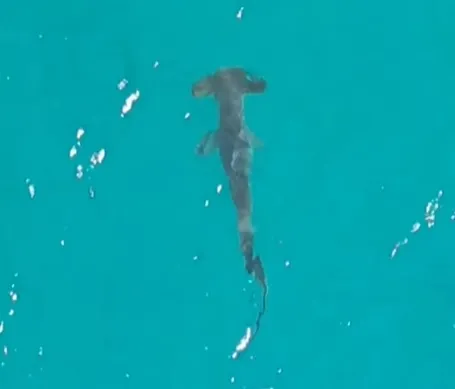 Filhotes de tubarão martelo em Arraial do Cabo