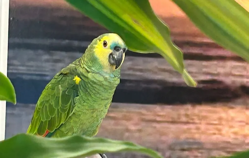 Meu papagaio : r/bichinhos