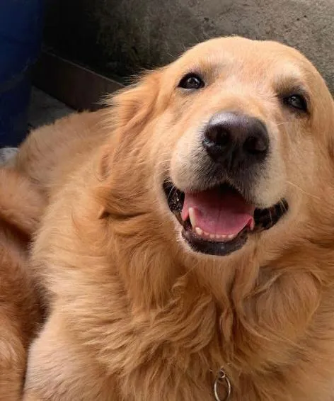 Chorão é um Golden Retriever de 6 anos