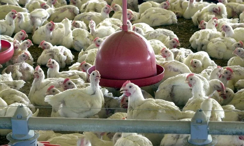 A Secretaria de Agricultura reforça que a medida busca uma resposta mais rápida de novos focos da gripe e proteger as aves com fins comerciais do estado