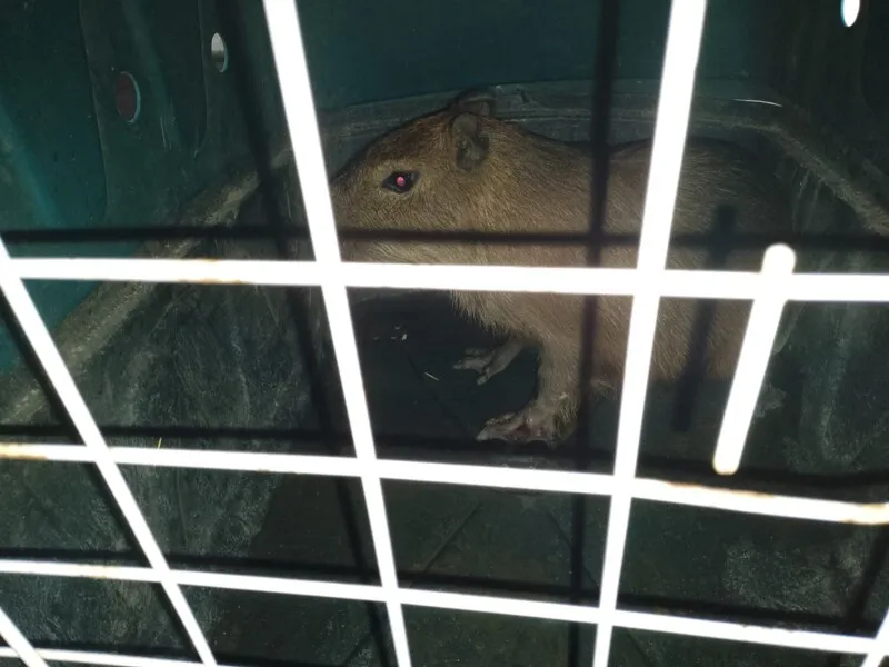 O animal estava na Estrada Antônio Callado, no bairro Bambuí, em Maricá