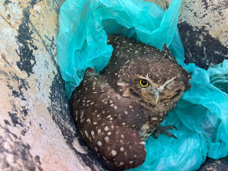 a. A coruja foi encontrada em um colégio no bairro e os funcionários recolheram a ave e a entregaram no posto de guarda-vidas