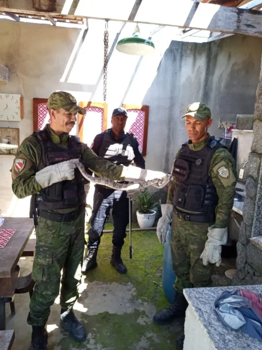 A cobra foi capturada, sem ferimento, e devolvida ao seu habitat natural, em uma área de mata no próprio bairro