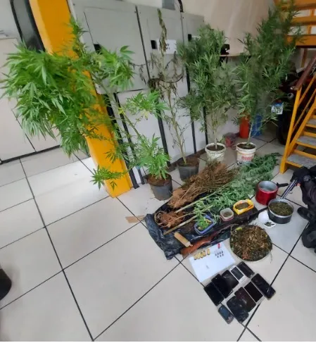 Os policiais encontraram uma plantação de maconha, que estava plantada em seis vasos grandes