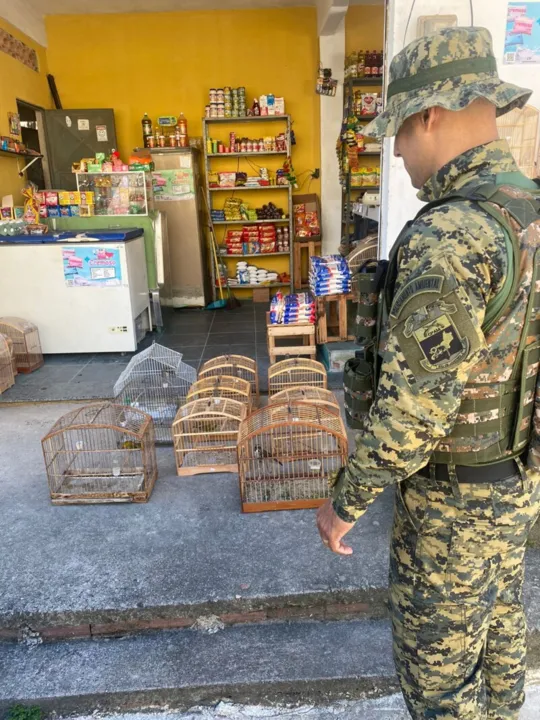Pássaros silvestres foram encontrados engaiolados sem licença
