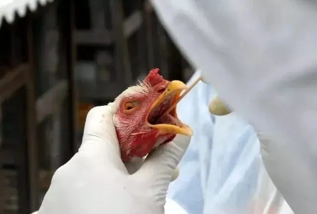 Secretária da Agricultura aconselha criadores de aves de corte ou postura que intensifiquem as medidas de biosseguridade das granjas