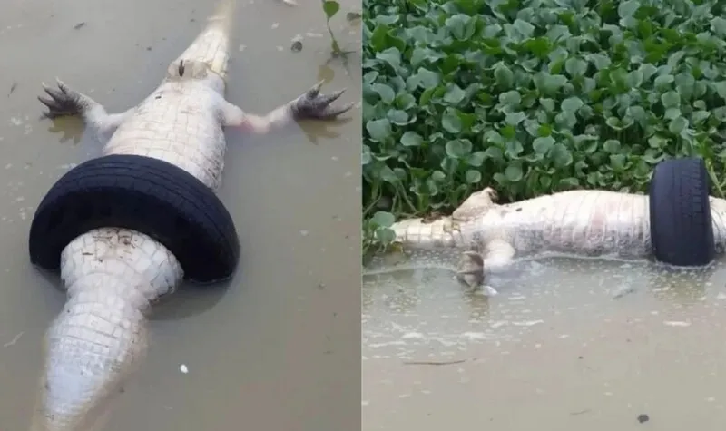 Animal foi encontrado  por pescador da Associação de Pescadores da Baixada de Jacarepaguá