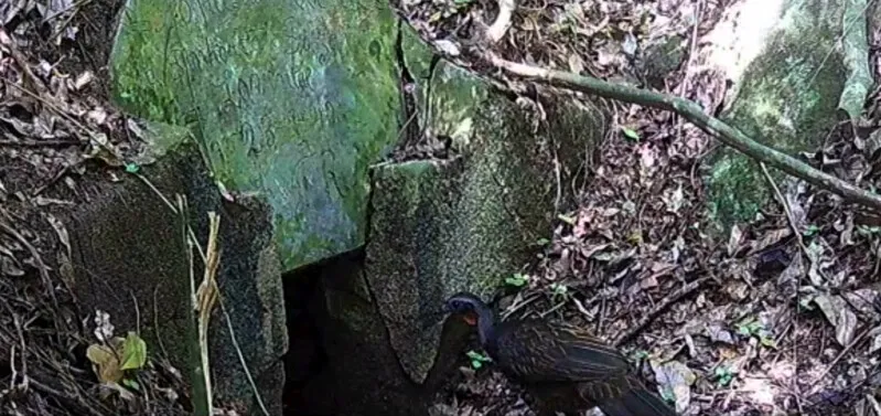 Ave considerada extinta da fauna do parque há alguns anos,