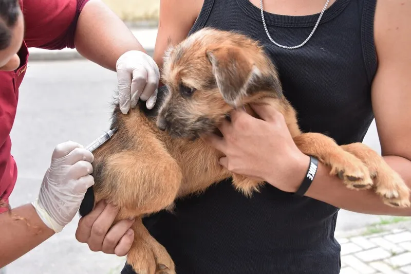Mais de 27 mil animais foram vacinados