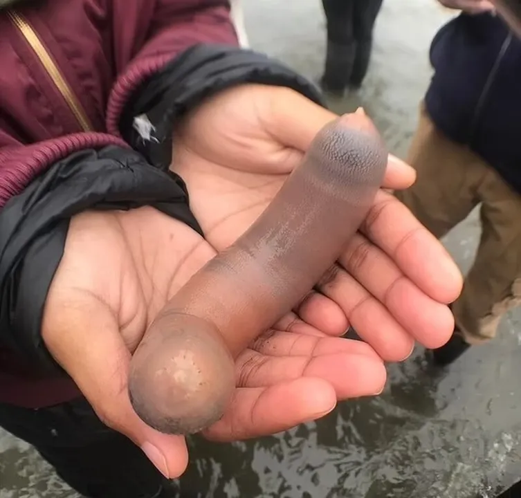 'Peixes-pênis' são encontrados em praia na Argentina