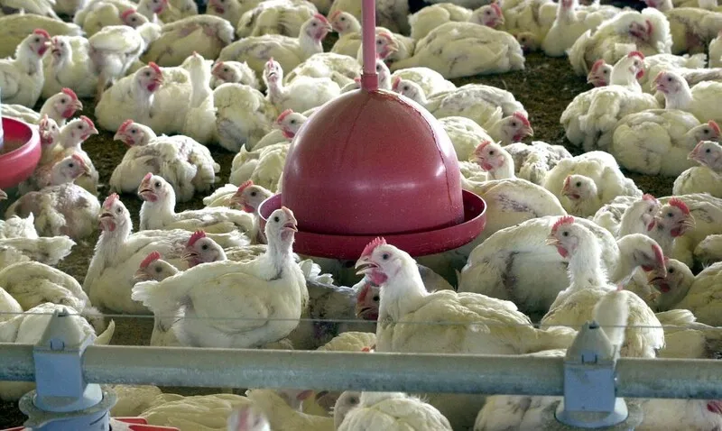 Ministério da Agricultura confirma caso de gripe aviária em Maricá