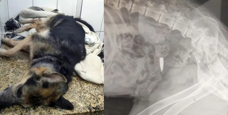 Polly estava debaixo de uma cadeira na varanda de casa quando foi atingida na noite do último sábado