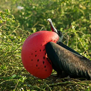 Ave é da espécie Fregata (Fregata magnificens)